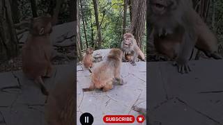 Cute Monkey Couple Has a Funny Fight! 😂🐵 #monkeylove