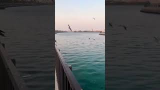 Sharja Cornish #sharjah #sharjahcorniche #sharjahuae #sharjahtourism