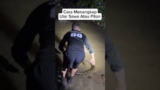 Cara Menangkap Ular sawa atau piton #ularpiton #ularsawa #bloodpython #berandayoutube #ularsanca