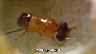 我藏起花開 與蟲共舞 #動物解說 #微觀世界 #無花果