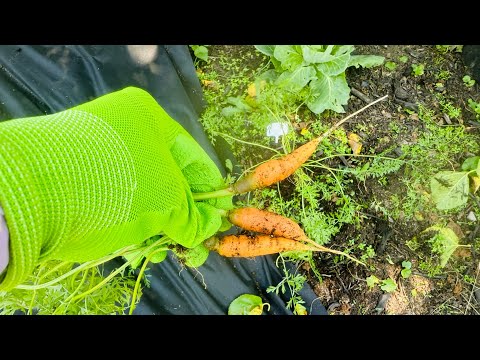 Garden Journey! What growing in my garden | July Garden | Zone 7A