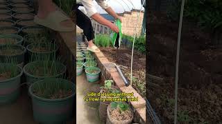 Daily tips of agricultural planting tips#planting#plants#youtubeshorts#youtube
