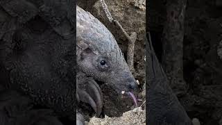 এটাকে পিঁপড়াদের জমরাজ বলতে পারেন 😱