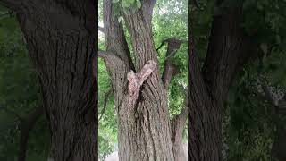 #treelove #ynavavlis5 #naturewarrior