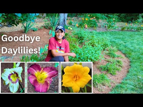 Daylily Overload - Dividing & Moving | Landscape Design