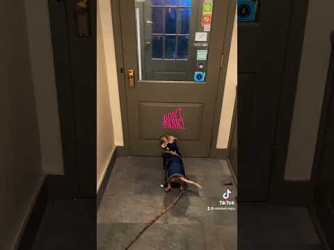 #dachshund #wienerdog #funnydogs #lolclips #cutedog #haha #dapple #nyc #westvillage #doglife #bestie