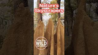 𝗘𝗮𝗿𝘁𝗵’𝘀 𝗦𝗶𝗹𝗲𝗻𝘁 𝗕𝘂𝗶𝗹𝗱𝗲𝗿𝘀 TermiteMound #NatureArchitecture #IntoTheWildExplorers #ForestLife #life