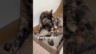 貓咪需要洗澡嗎？#養貓要知道#好味小姐 #cat #貓咪日常 #貓咪