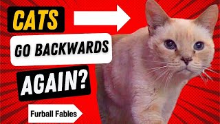 Backwards Day 2024 Cats Look Back!