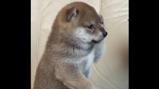 【史上最萌IV 】治癒心靈的可愛動物，趕走憂愁!!療癒畫面大集結!!PART 4