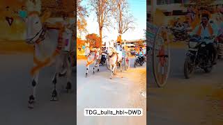 bulls_love❤‍🔥#hublidharwad #belagavi #haveri #madikeri  #chitradurga#bagalkot #bijapur#gokak#janapad