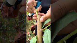 The three rural areas, support the development of the three rural areas, #Grafting technology