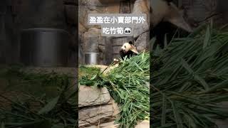 盈盈在小賣部門外吃竹筍，左右手開攻，吃得不亦樂乎🐼#panda #香港大熊貓 #香港海洋公園 #大熊貓#盈盈 #giantpanda #cute #熊貓生活