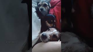 #goodmorning #dogs #doglover #ilovedogs #startyourday #morning #love music by Lennie-god morning