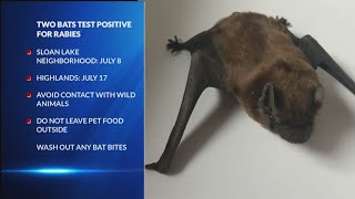 Denver finds first rabies-positive bats of 2025