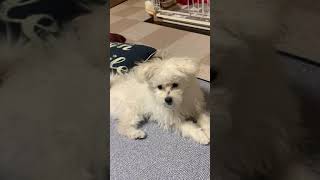 盗んだ輪ゴムを隠しきれない子犬【ポメラニアン×プードル】#shorts