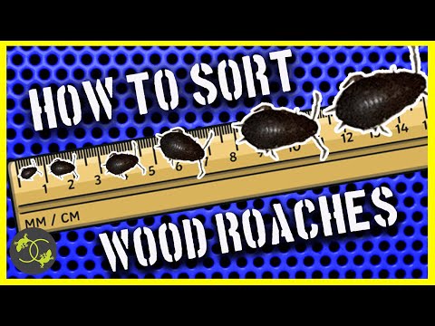 How to SORT Wood Roaches / Dubia Roaches - Cookies Critters -2020