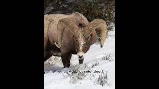 Which ram would you rather shoot￼?
