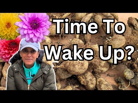 Checking on Overwintered Dahlia Tubers | Garden Vlog || Budget Gardening