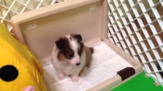 小喜樂蒂牧羊犬學尿尿-被罰坐sheltie