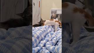 cute cat fails to surprise #funny #cutecat #cat #cuteandcutecat #cat #cutecat#laugh