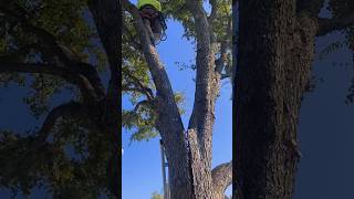 Before v.s. After- Split Fix #treeservice #treecare #treebrace #treecable #treework #tree
