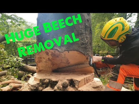 Large Beech Tree Removal