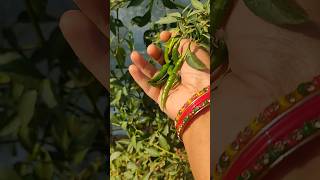 Trick  llto  more chili harvest  #🌶  #smartfarming  #gardeningtips #farmingtips