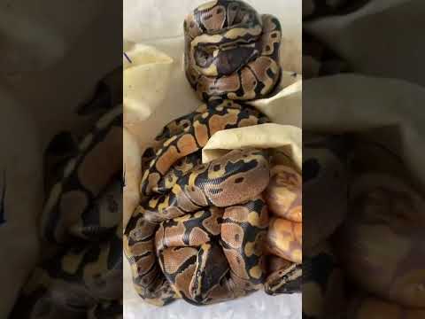 2021 Pastel X Banana Yellowbelly HGW clutch