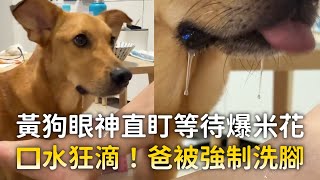 黃狗眼神直盯等待爆米花　口水狂滴！爸被強制洗腳