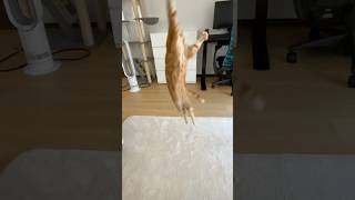 ぴょんぴょん　タタターッ