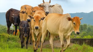 Cow Activities From the field back to the barn, Cow Moo Sound, Cute Cows in a crowd