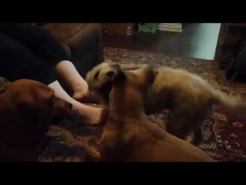 PUPPEEEEERRRSS!!!