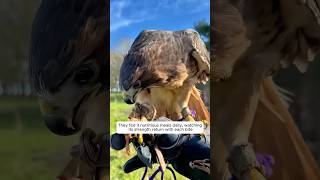 A kind family rescued a helpless eagle buried in mud and then…