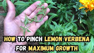 How to Pinch Lemon Verbena for Maximum Growth 🌱#lemonverbena #gardening #gardeningtips #gardentips