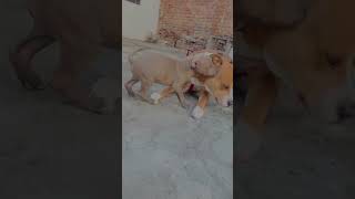 Naruto🔥shampi🐶#subscribe #ytshorts #viral #like #animallover #pitbulldog #creative #dogslovers