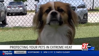 Huntsville pets at risk with heatstroke warning from local vets