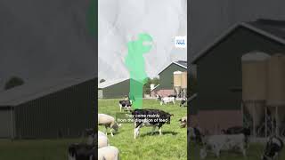 Livestock farming’s contribution to Europe’s carbon emissions | Explainer -  EP9