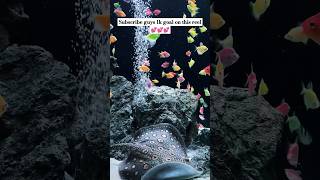 aquarium beautiful shorts video #1k #1kgoal #aquariumhobby #beautifultank #tanksetup
