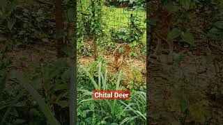 Chital Deer #ytshorts #trending #deer