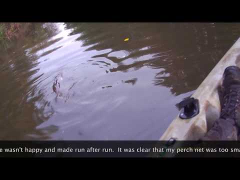 Fishing : A fantastic fighting fish - Esox Lucious in all her glory
