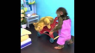 monkey love#shorts #anilfacts #telugufacts #viralshorts