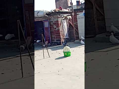 Kabutar