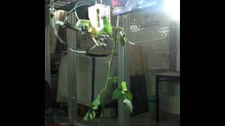 Rose Harvesting Robot Ver.2 - Gripping, Traking and Cutting Trial 2