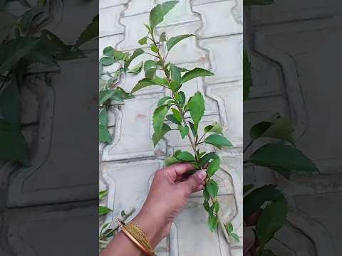 Grow hibiscus plant from cutting # गुड़हल का  पौधा cutting se उगाए #gardening