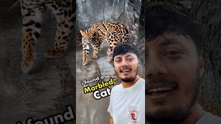 মার্বেল ক্যাট – গাছে বাস করা এক দুর্লভ বন বিড়াল! | The Mysterious Marbled Cat