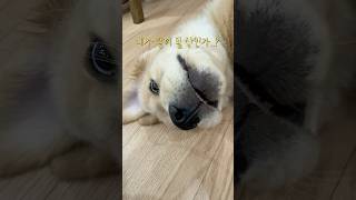 내가 왕이 될 발인가