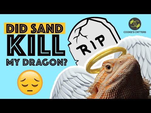 Is sand KILLING my Beardie?? - Does sand cause IMPACTION for bearded dragons - Cookies Critters