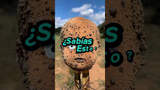 El dato mas perturbador de la isla de las muñecas en México ¡te sorprenderá! 😱