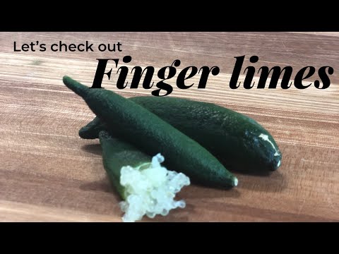 Let’s check out finger limes